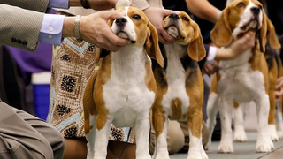 These Dogs Are Adorable, But We Can't Judge